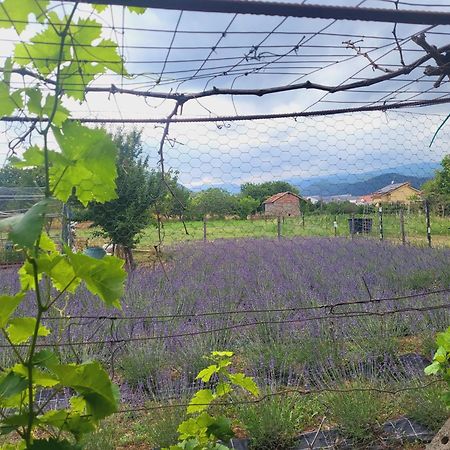 Salvia E Rosmarino - Affittacamere In Liguria Villanova d'Albenga Dış mekan fotoğraf