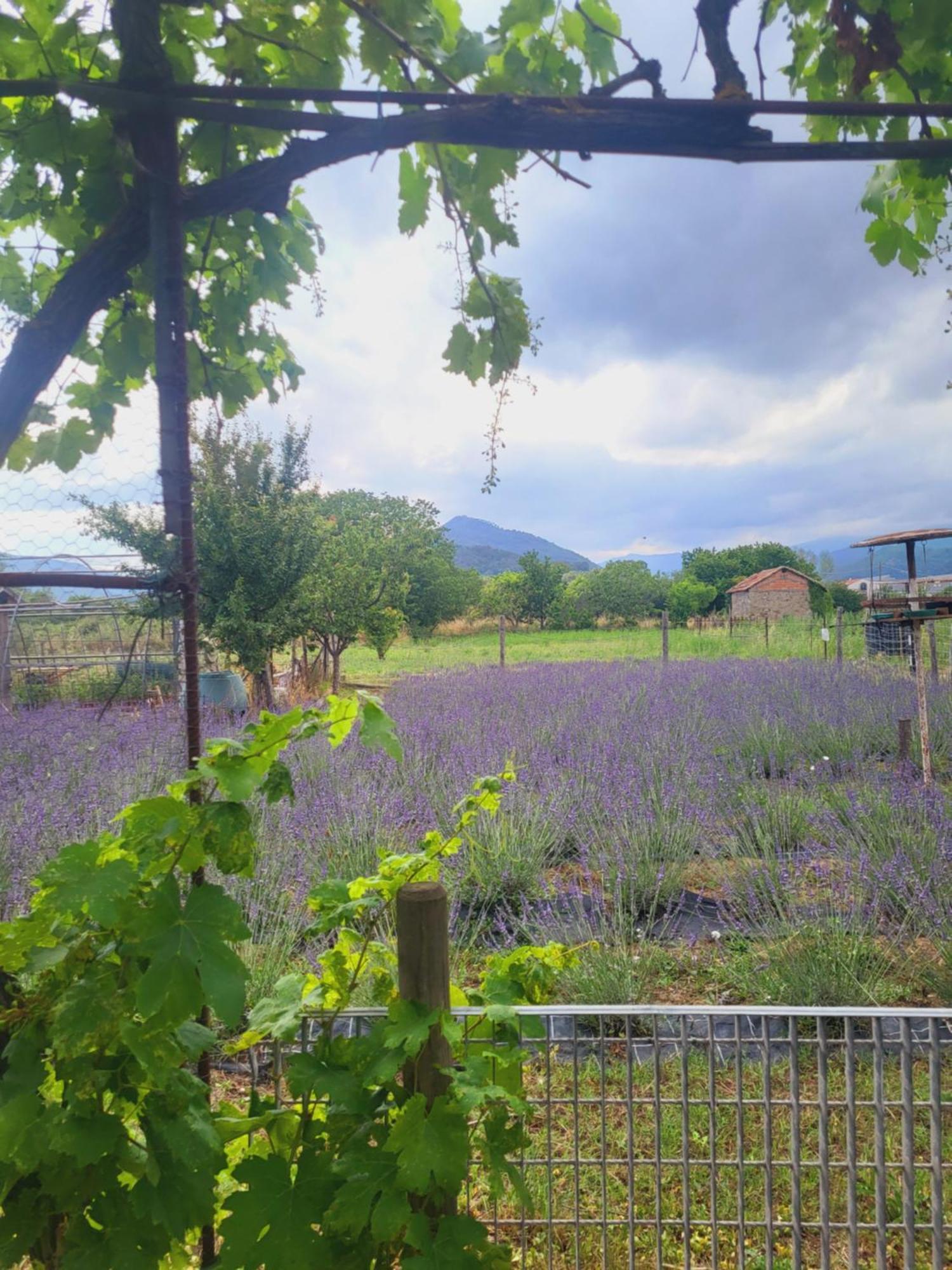 Salvia E Rosmarino - Affittacamere In Liguria Villanova d'Albenga Dış mekan fotoğraf