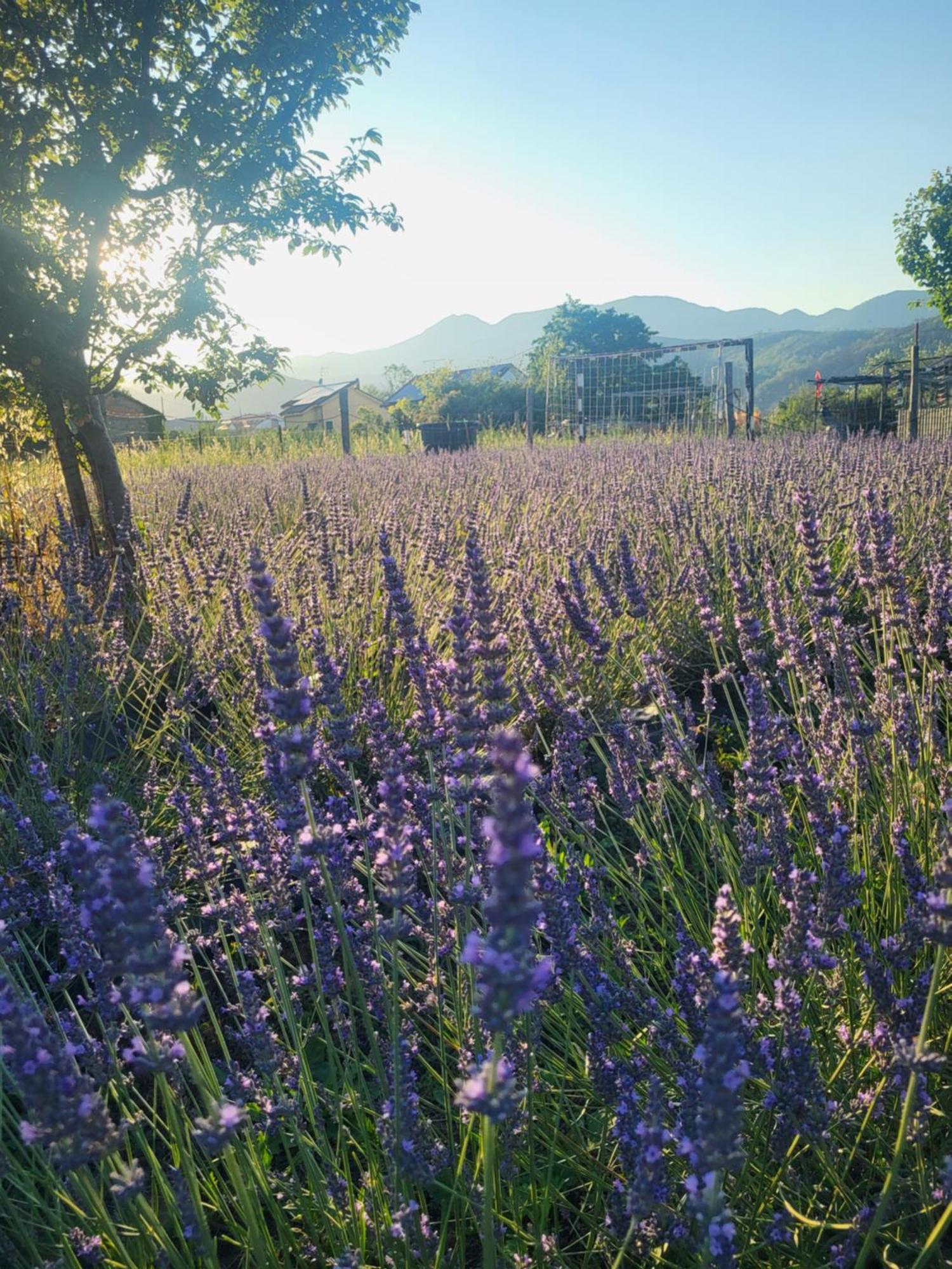 Salvia E Rosmarino - Affittacamere In Liguria Villanova d'Albenga Dış mekan fotoğraf