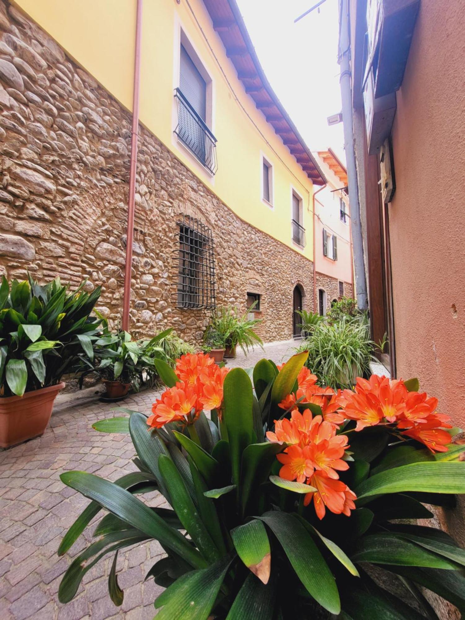 Salvia E Rosmarino - Affittacamere In Liguria Villanova d'Albenga Dış mekan fotoğraf