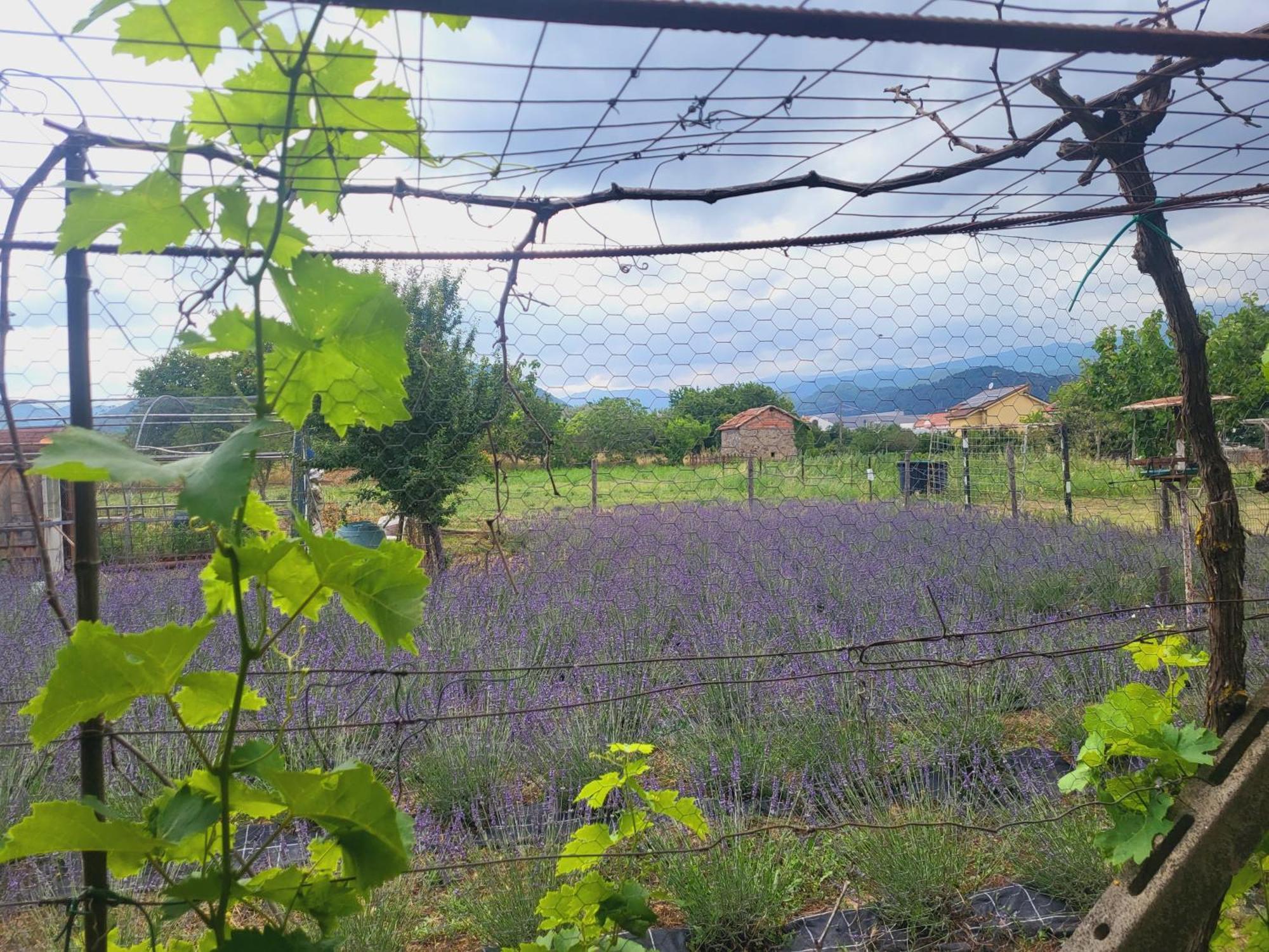 Salvia E Rosmarino - Affittacamere In Liguria Villanova d'Albenga Dış mekan fotoğraf