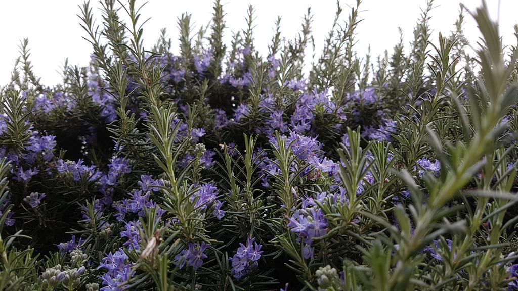 Salvia E Rosmarino - Affittacamere In Liguria Villanova d'Albenga Dış mekan fotoğraf