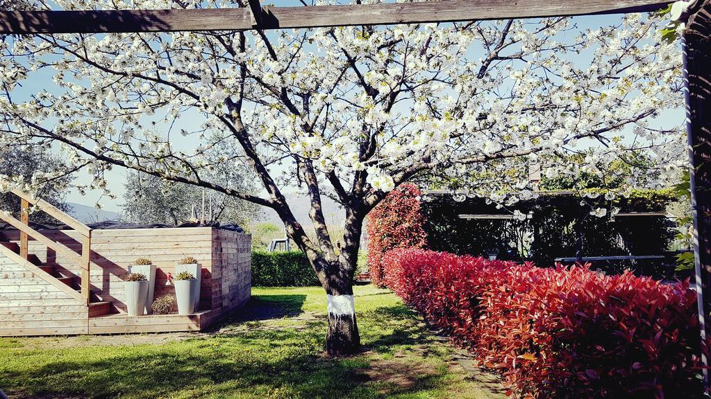 Salvia E Rosmarino - Affittacamere In Liguria Villanova d'Albenga Dış mekan fotoğraf